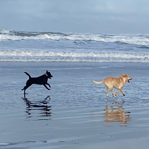 Dogs running in ocean